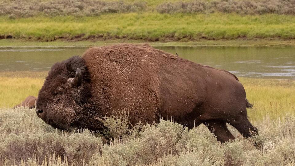Yellowstone dog vs bison: Why are rules ignored?