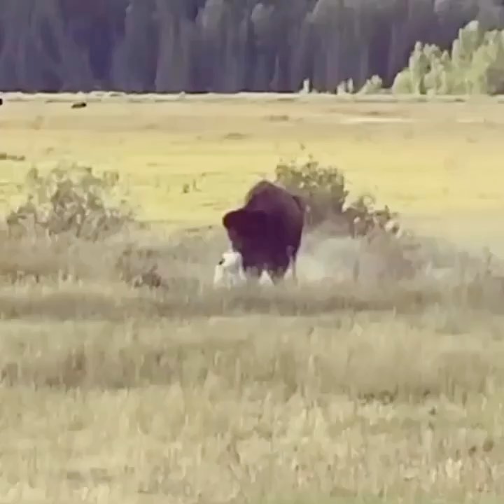 Yellowstone dog vs bison: Why are rules ignored?