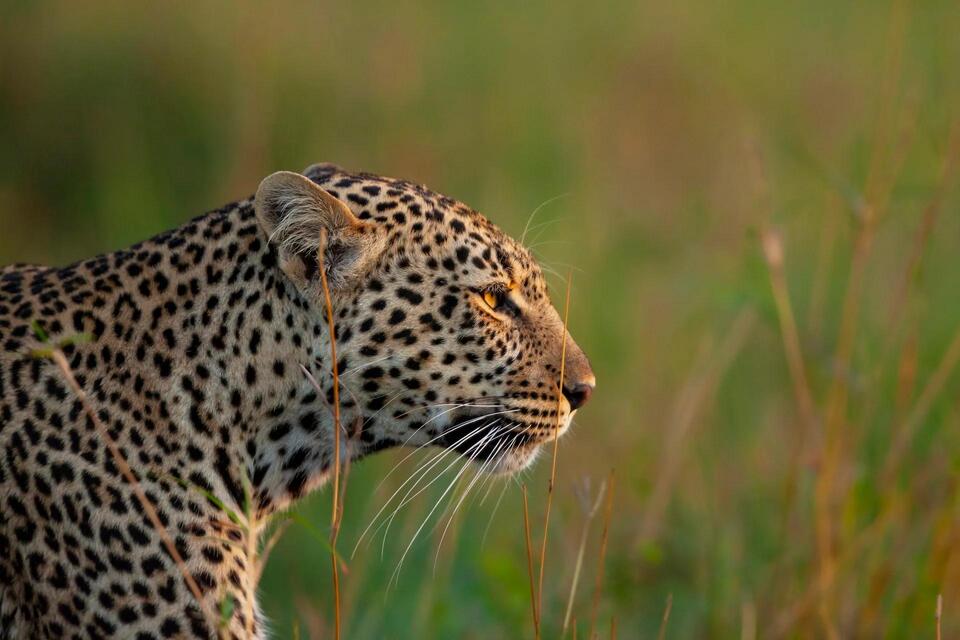 Leopards Are Taking Over India’s Wild!
