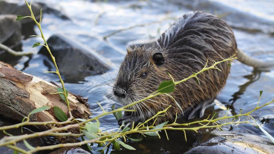 Muskrats: Nature’s Secret Eco-Heroes