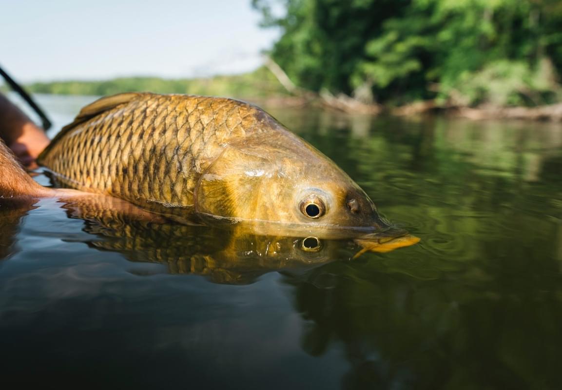 Why carp get a bad rep on the table