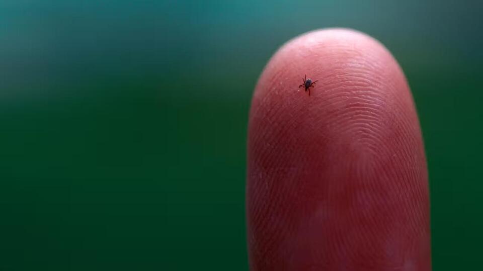 Lyme Disease Risk Is Up—Here’s Why
