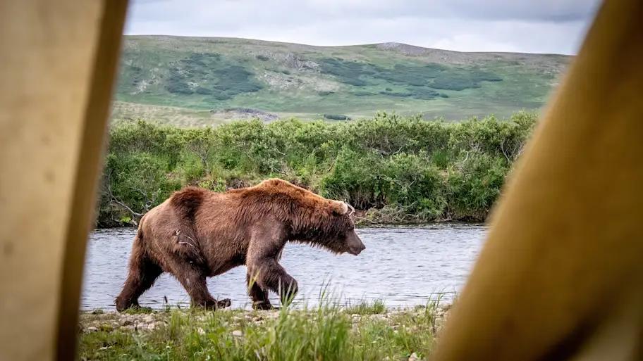 Bear Encounters, Fish Dilemmas & Epic Hatches