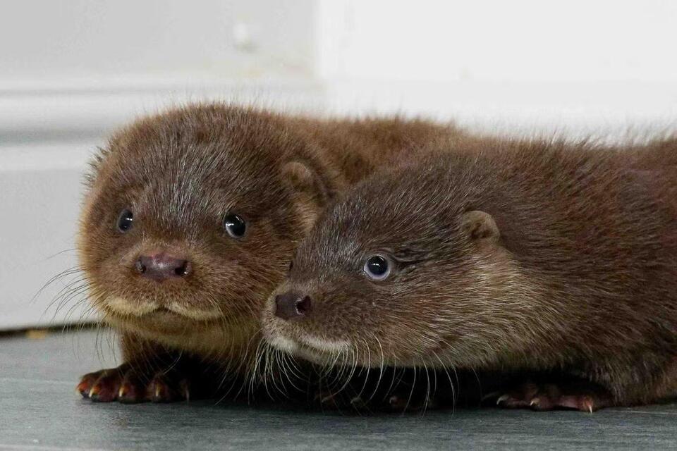 Otter Cub Crashes Flamingo Party