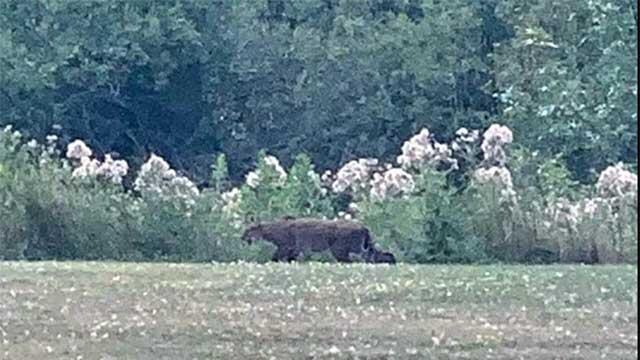Mountain lion buzz in Greece, NY streets