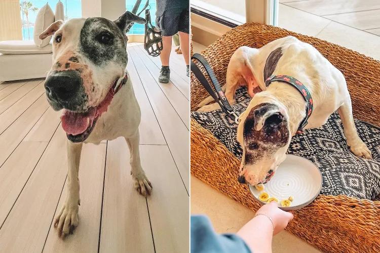 Shelter Pup Gets VIP Hotel Life—Then a Family!