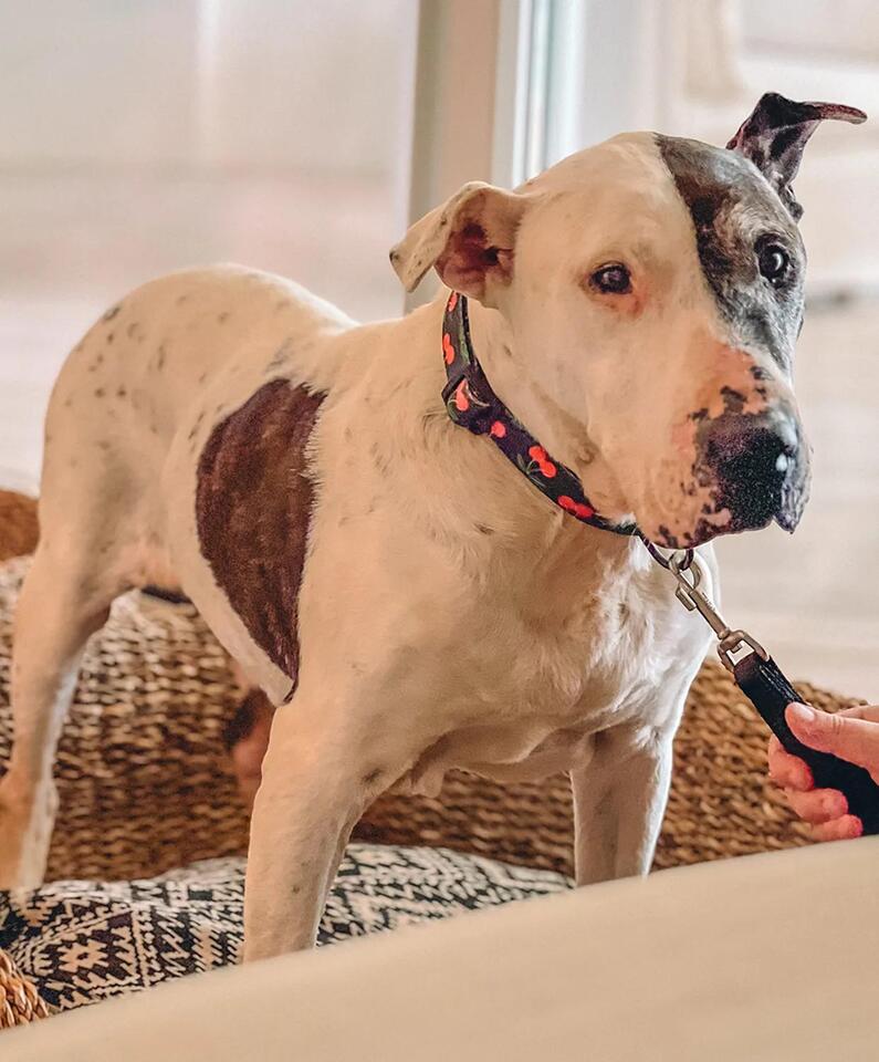 Shelter Pup Gets VIP Hotel Life—Then a Family!