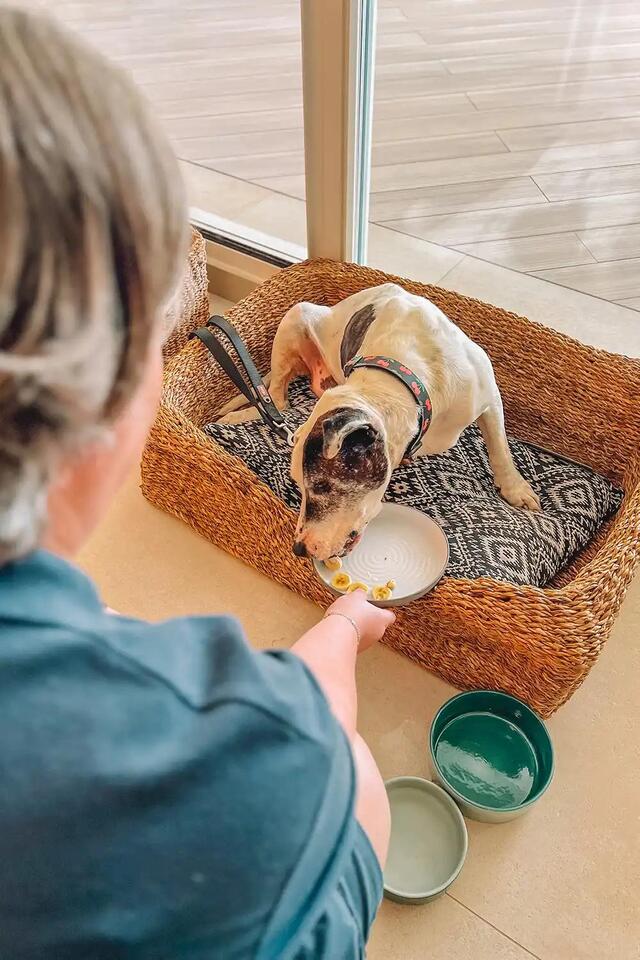 Shelter Pup Gets VIP Hotel Life—Then a Family!