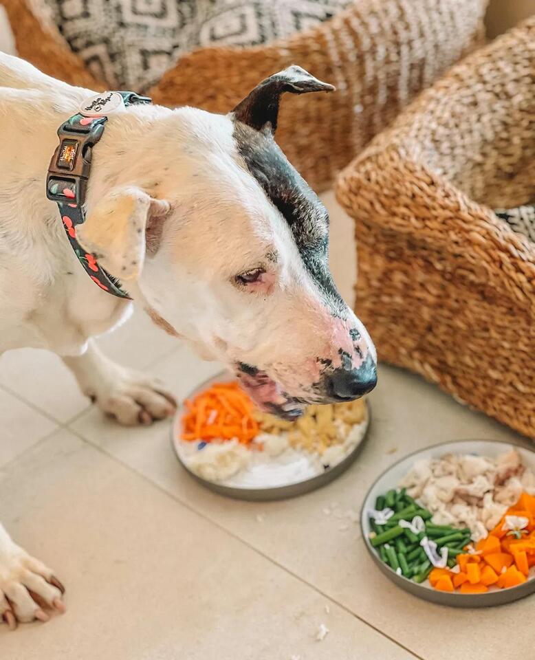 Shelter Pup Gets VIP Hotel Life—Then a Family!