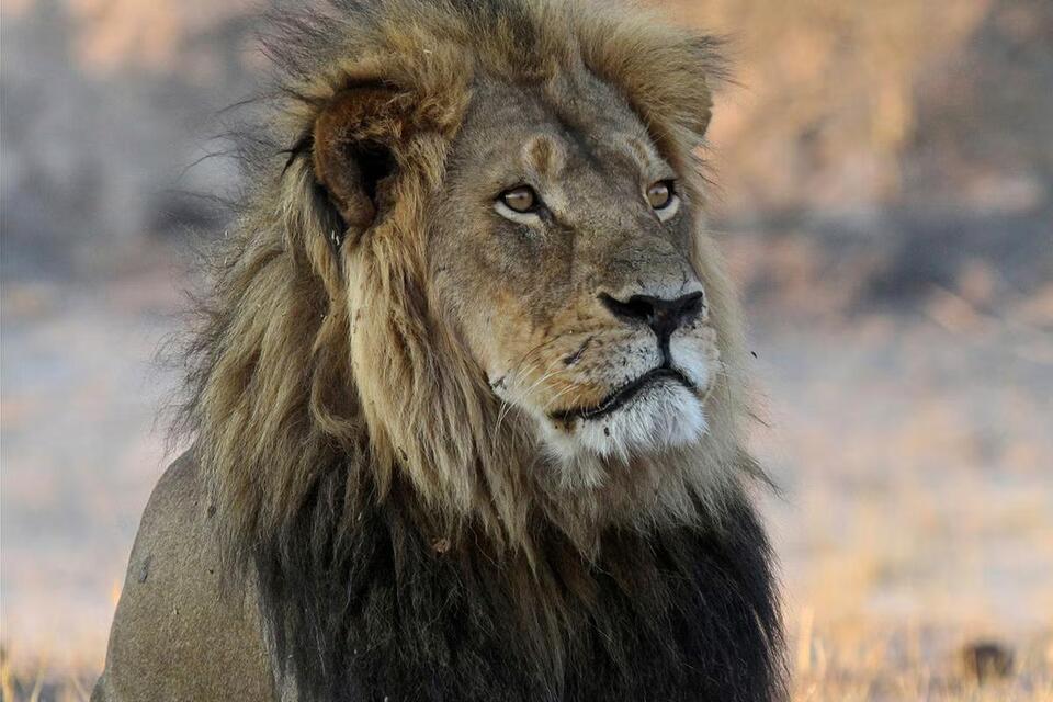 Lion Trophy Hunt Sparks Outrage Again