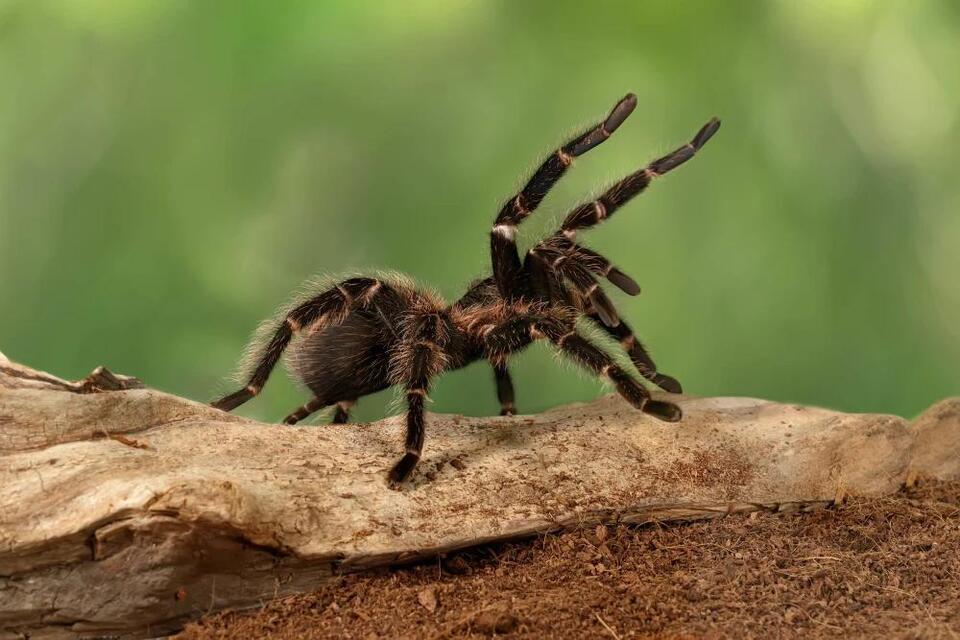 Tarantula Love Parade Hits the Southwest