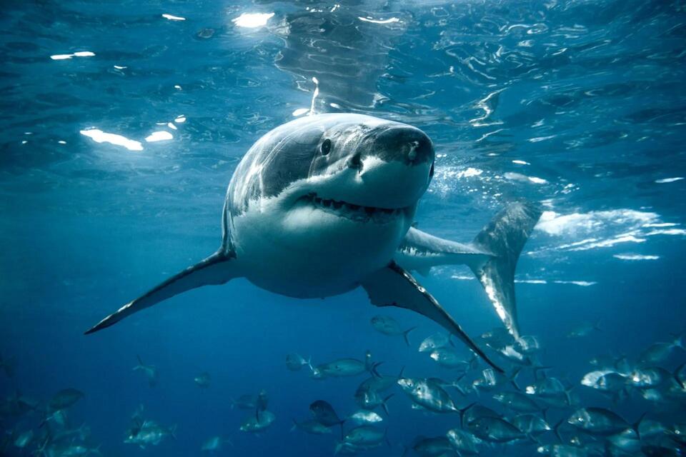 Sharks Are Drowning in Air. So Am I.