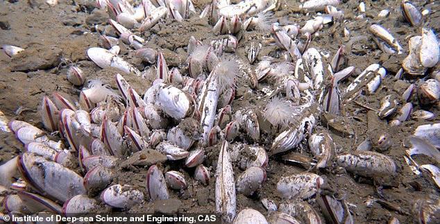 Creatures Found Thriving in Deepest Ocean