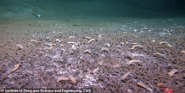 Creatures Found Thriving in Deepest Ocean