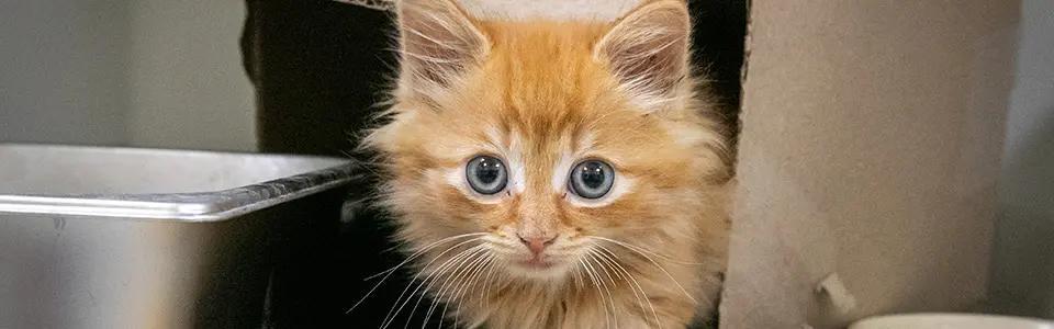 Kitten rescued from Canton storm drain finds hope