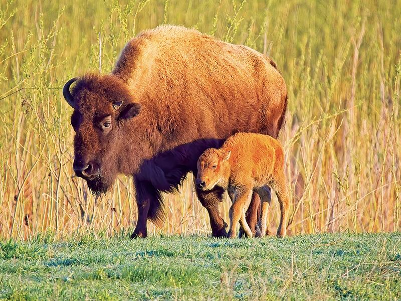 Bison are back: Chicago’s wild prairie comeback