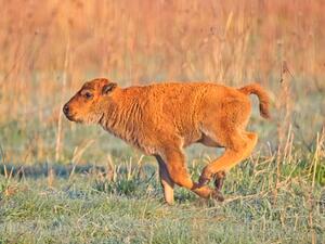 Bison are back: Chicago’s wild prairie comeback