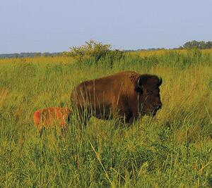 Bison are back: Chicago’s wild prairie comeback