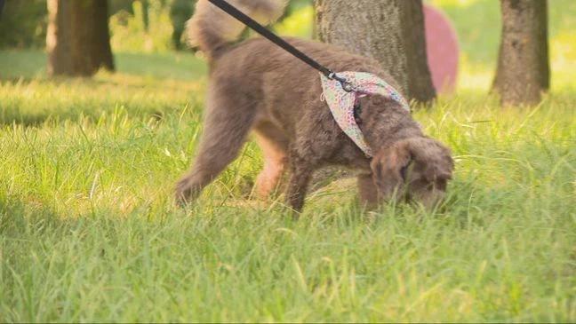 Dog Walks Are Getting Risky?!