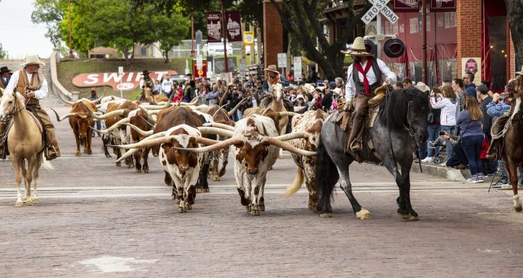 Experience the Fort Worth cattle drive up close