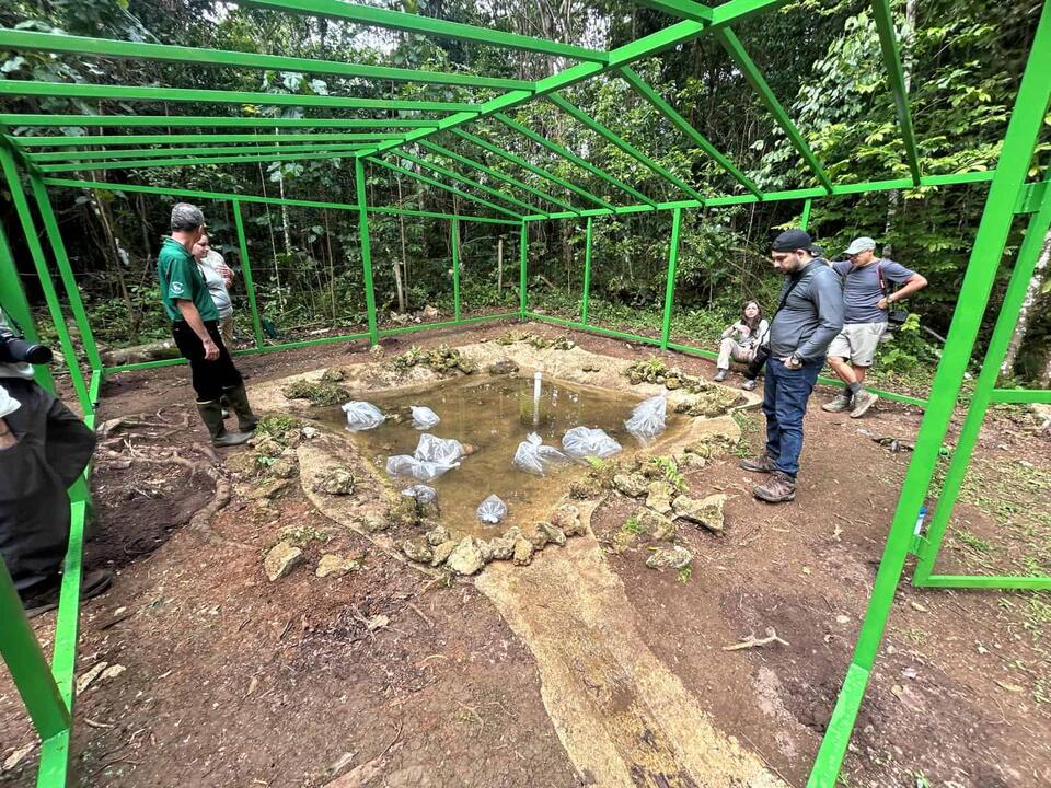 24,000 Baby Toads Take Flight!