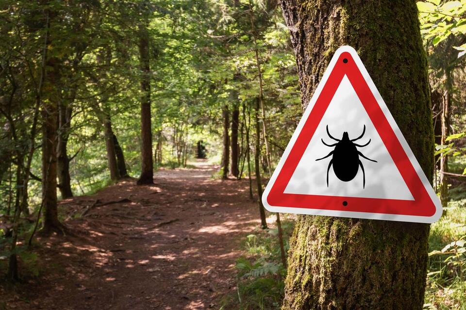 Lyme Disease Cases Spike: Tick Season Alert!