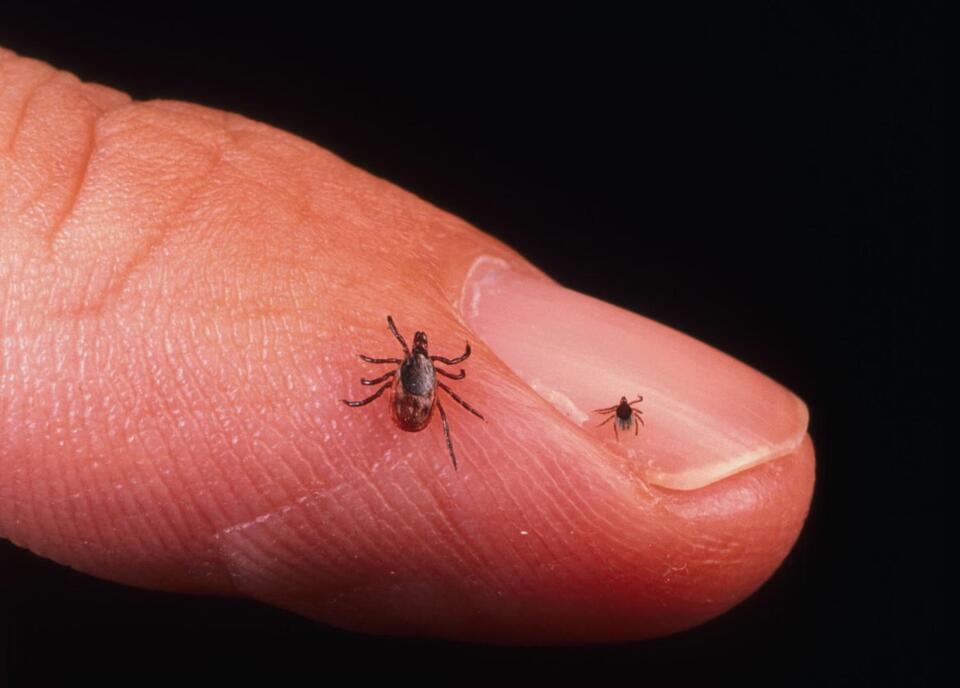 Lyme Disease Cases Spike: Tick Season Alert!