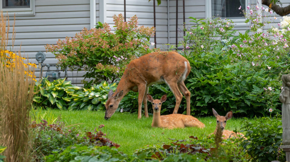 Deer Love Azaleas—And That’s a Problem