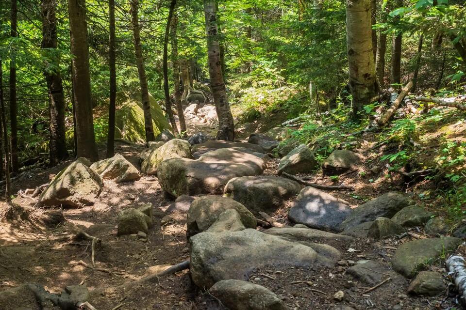 Adirondacks hikers stunned by rare moose mystery