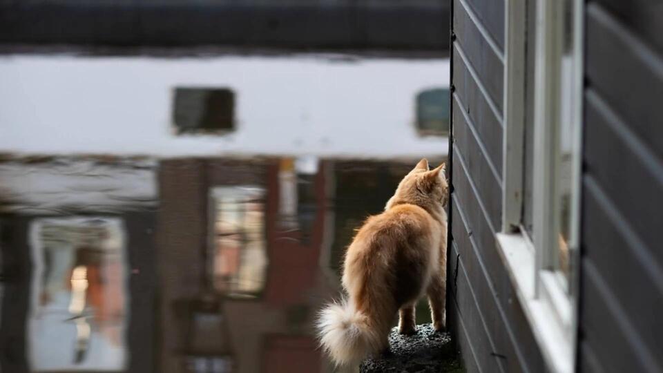 Amsterdam’s Cat Rescue Staircases Are Here!