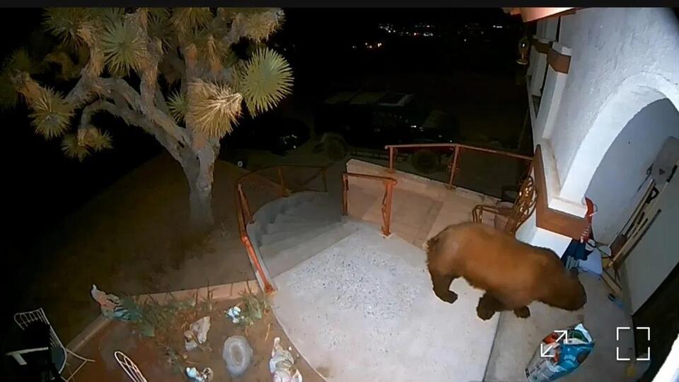 Bear encounter shakes up Yucca Valley nights