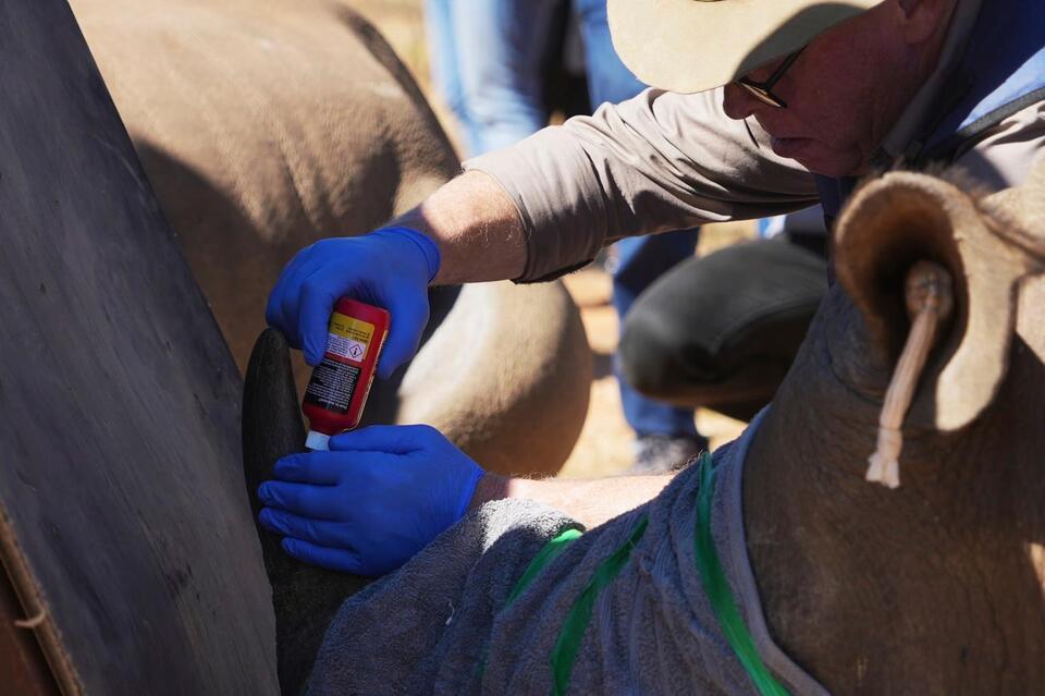 Rhinos Get Radioactive Horns?!