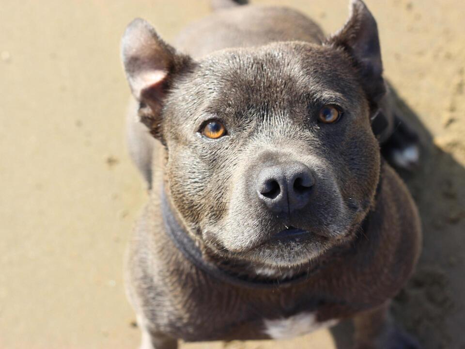 Senior Dog Picks His Forever BFF
