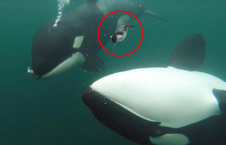 Orcas Are Bringing Us 'Gifts'?!