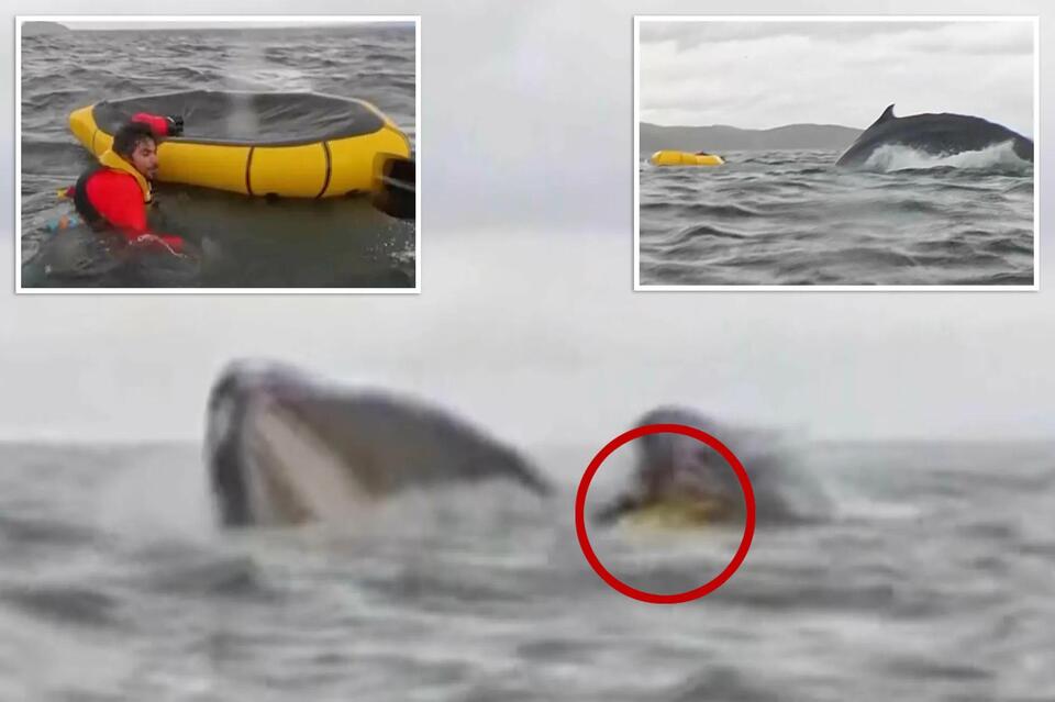 Orcas Are Bringing Us 'Gifts'?!