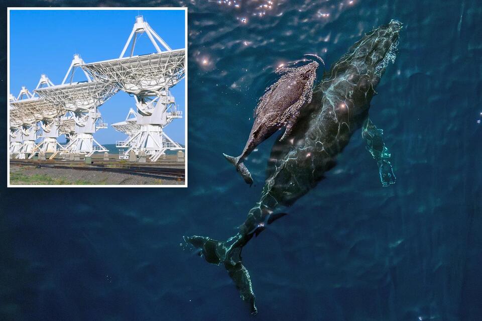 Orcas Are Bringing Us 'Gifts'?!