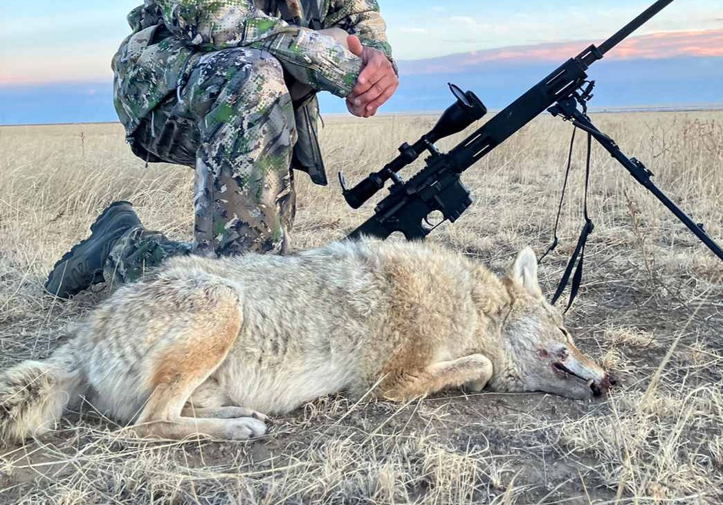 How do you feel about predator hunting?