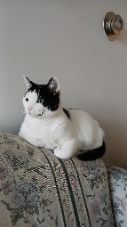 UnapologeticAilurophile