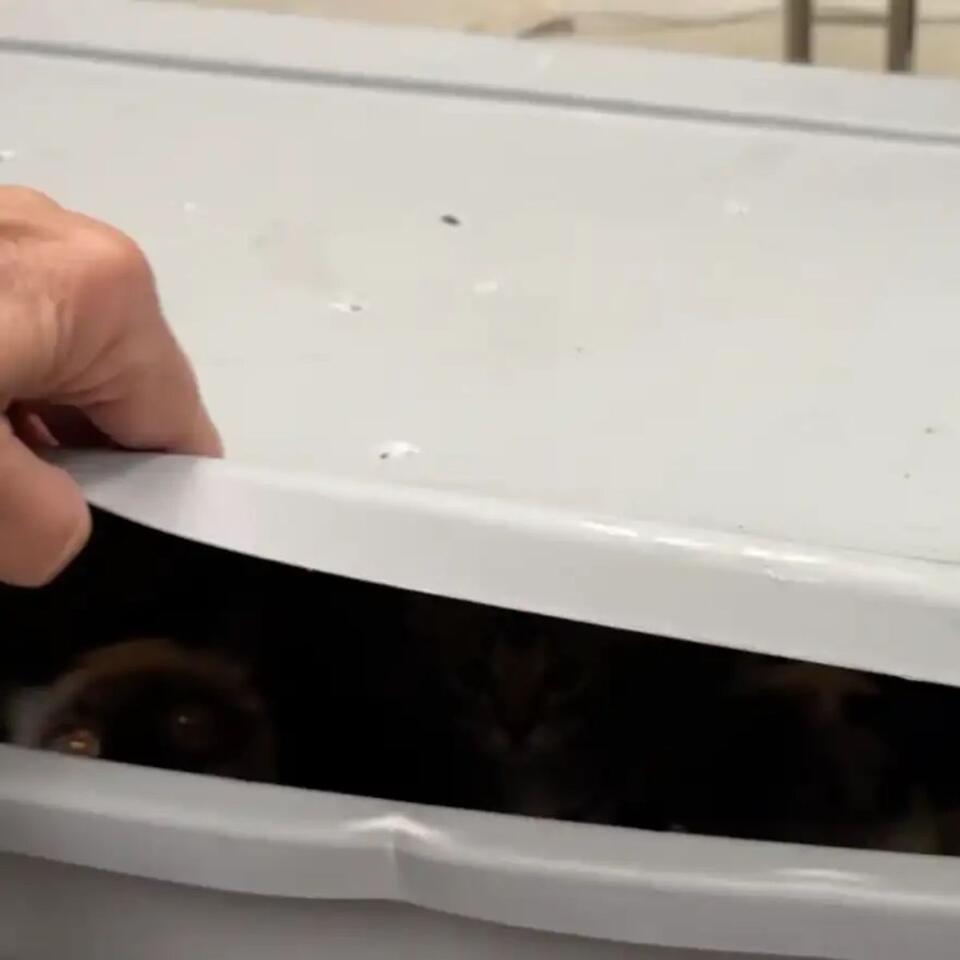 St. Louis man finds 20 kittens in bins on his lawn
