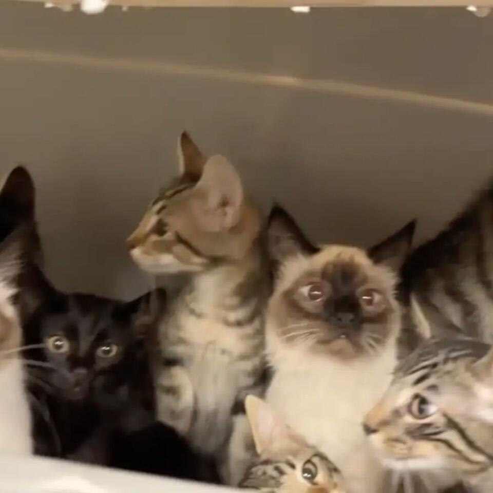 St. Louis man finds 20 kittens in bins on his lawn