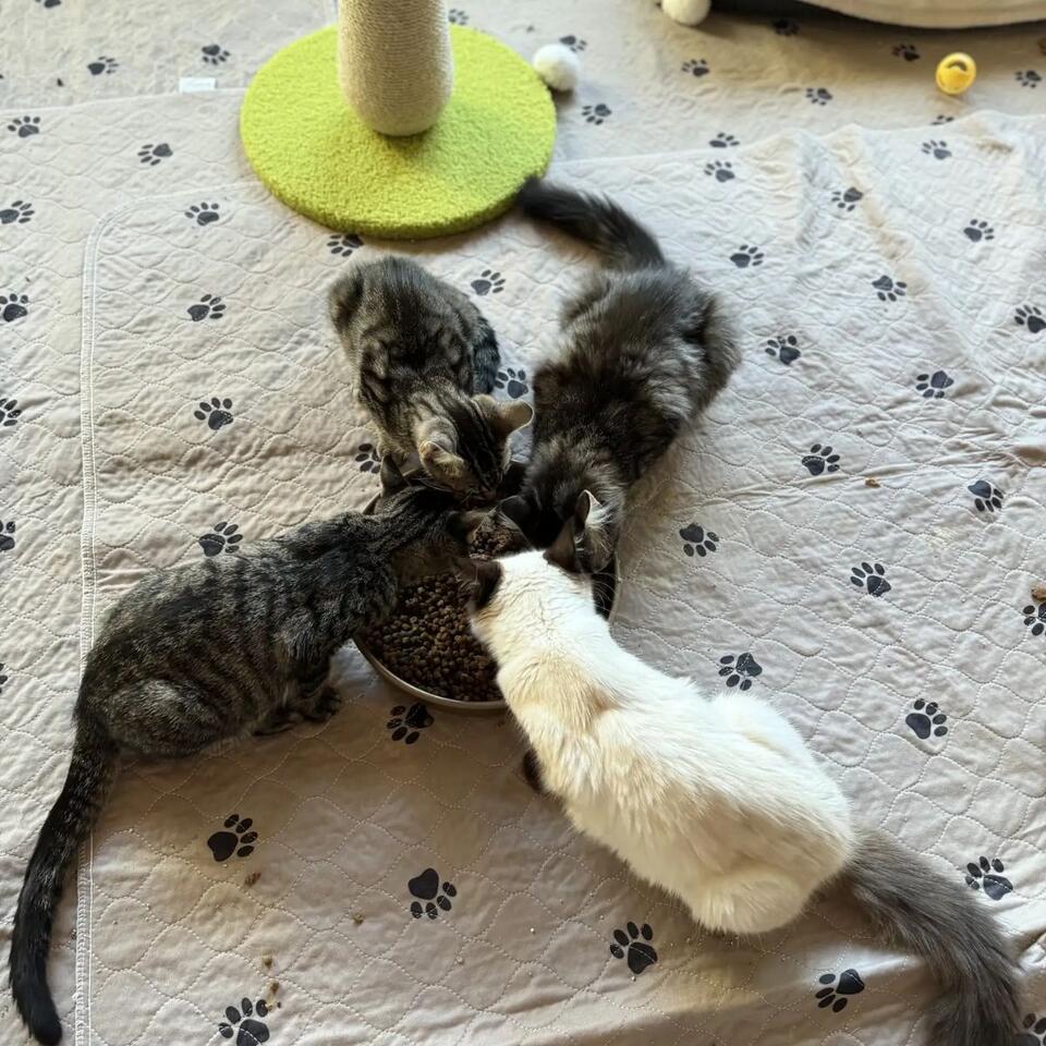 St. Louis man finds 20 kittens in bins on his lawn