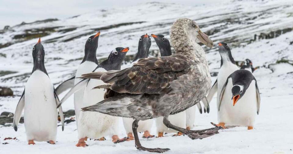 Penguin Chick Drama: Hero Saves the Day!