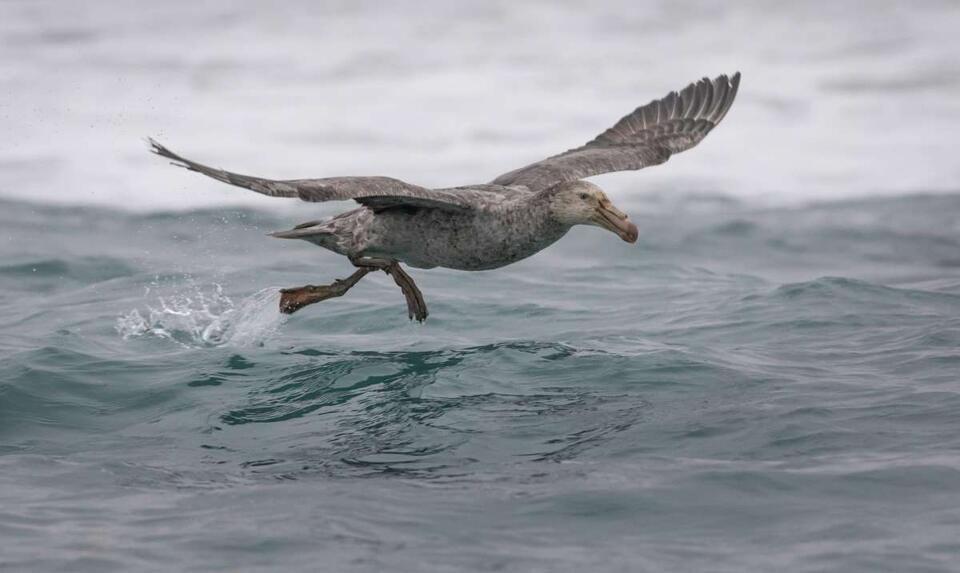 Penguin Chick Drama: Hero Saves the Day!