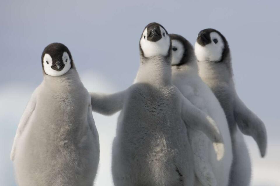 Penguin Chick Drama: Hero Saves the Day!