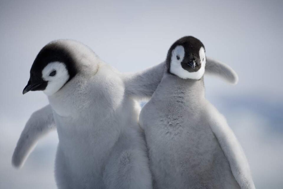 Penguin Chick Drama: Hero Saves the Day!
