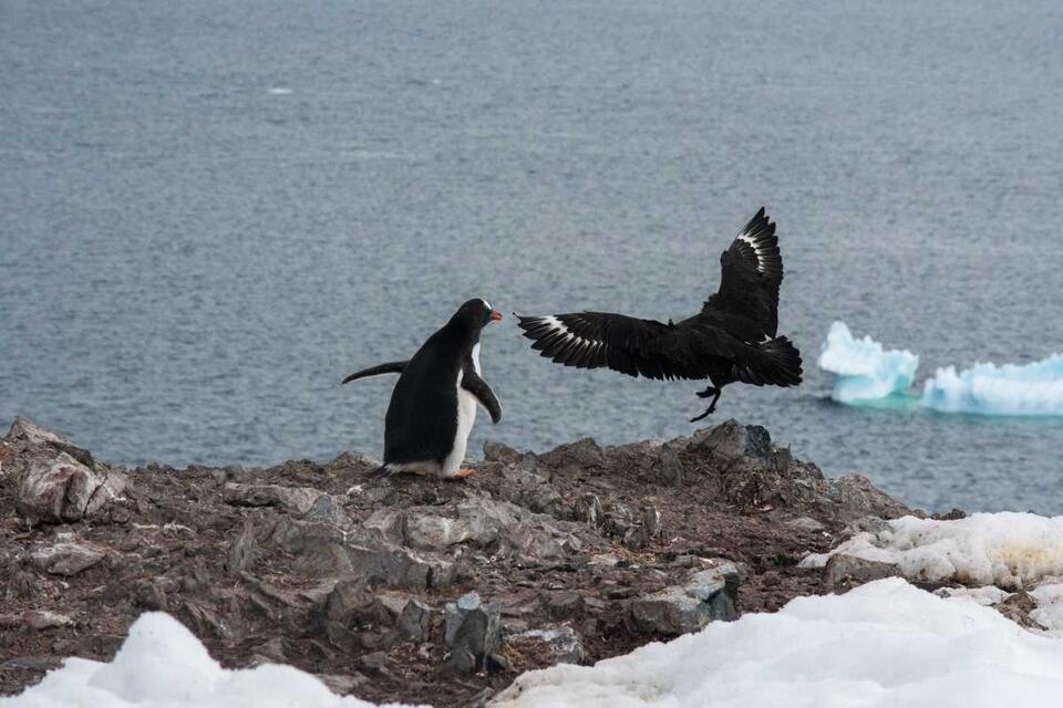 Penguin Chick Drama: Hero Saves the Day!