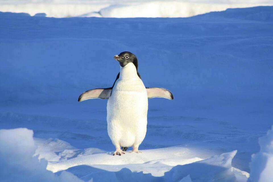 Penguin Chick Drama: Hero Saves the Day!