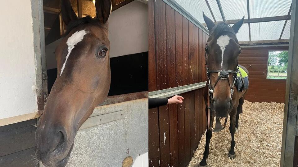 Someone Bought a Real Racehorse IRL?!