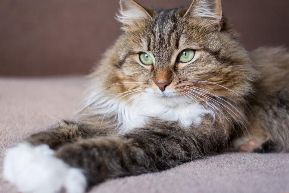 This Cat’s Night Shift Energy Is Relatable