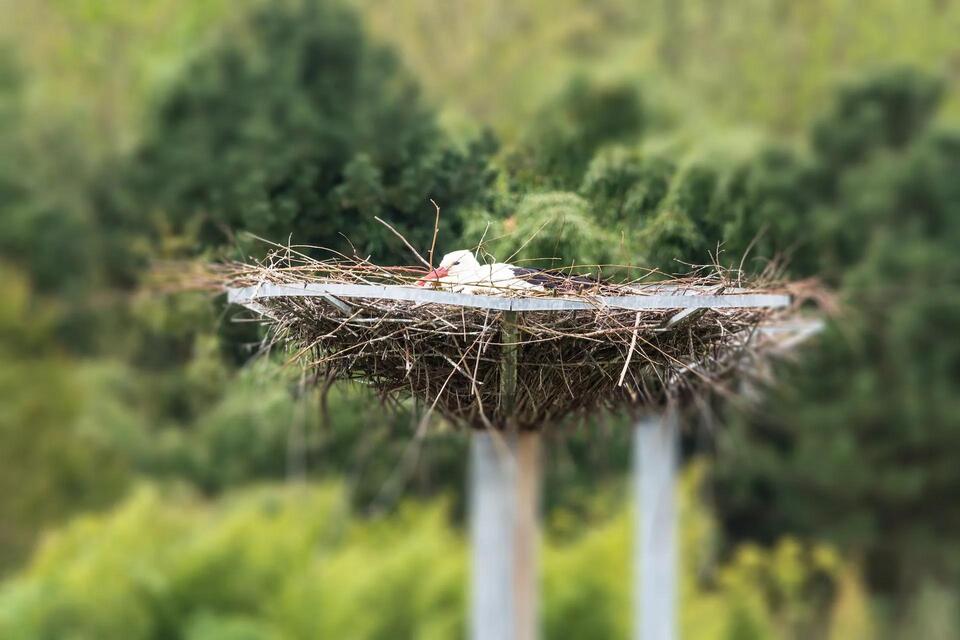 Bird Nests Are Becoming Plastic Death Traps